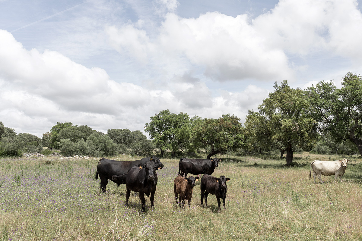 Herdade no Tempo